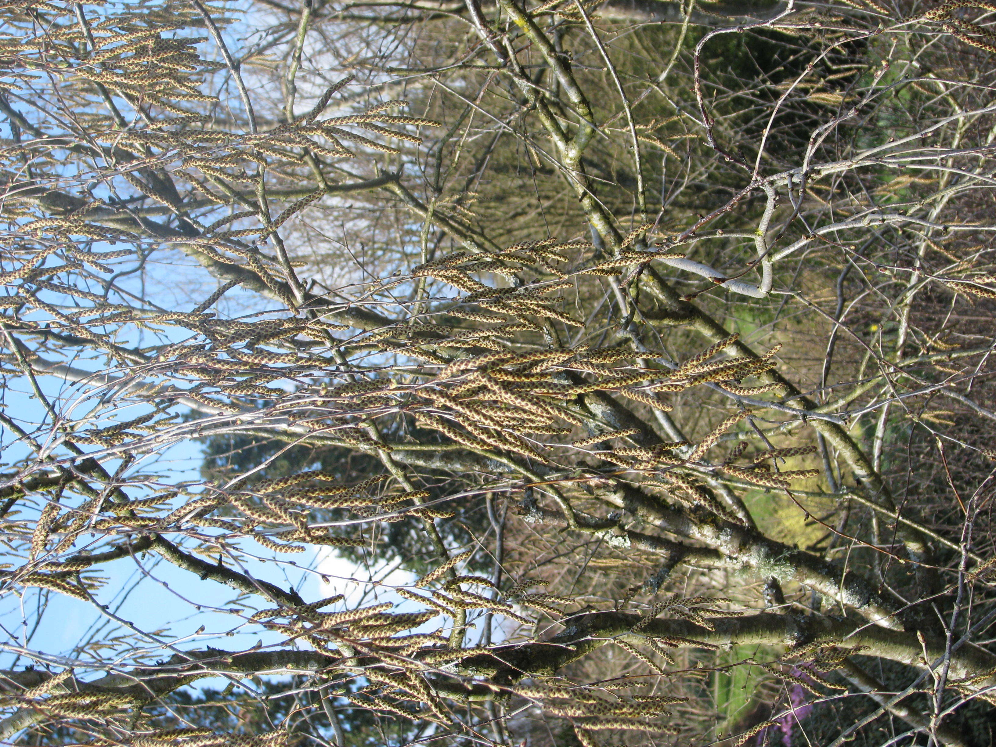 Image of China birch