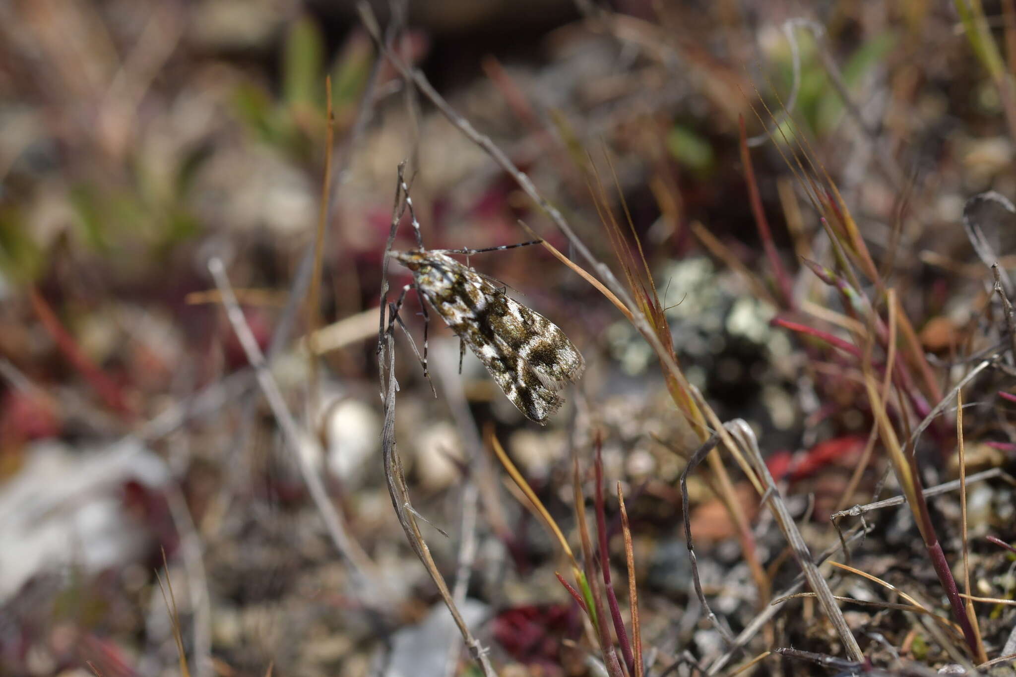 Sivun Eudonia gyrotoma Meyrick 1909 kuva