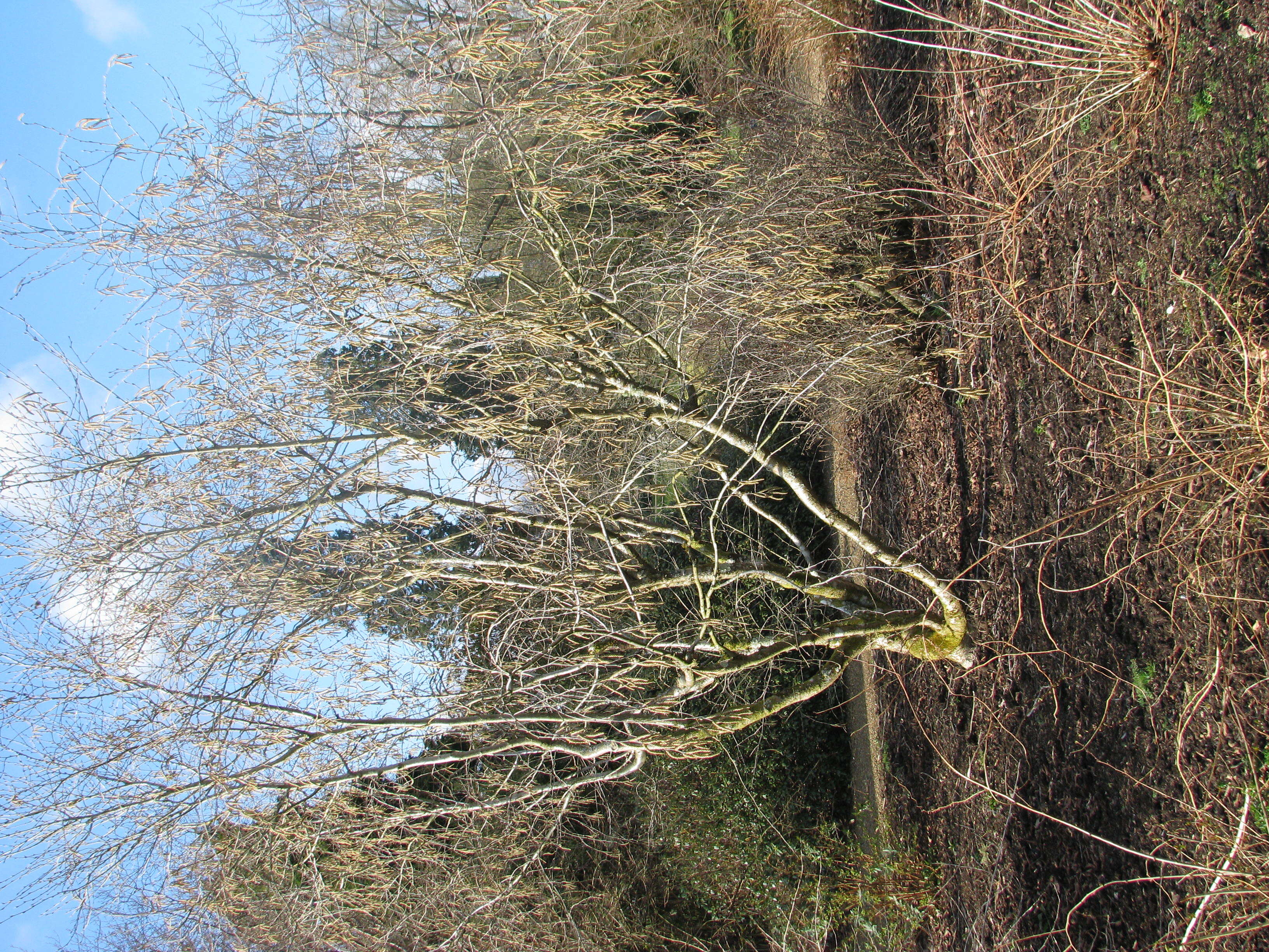Image of China birch