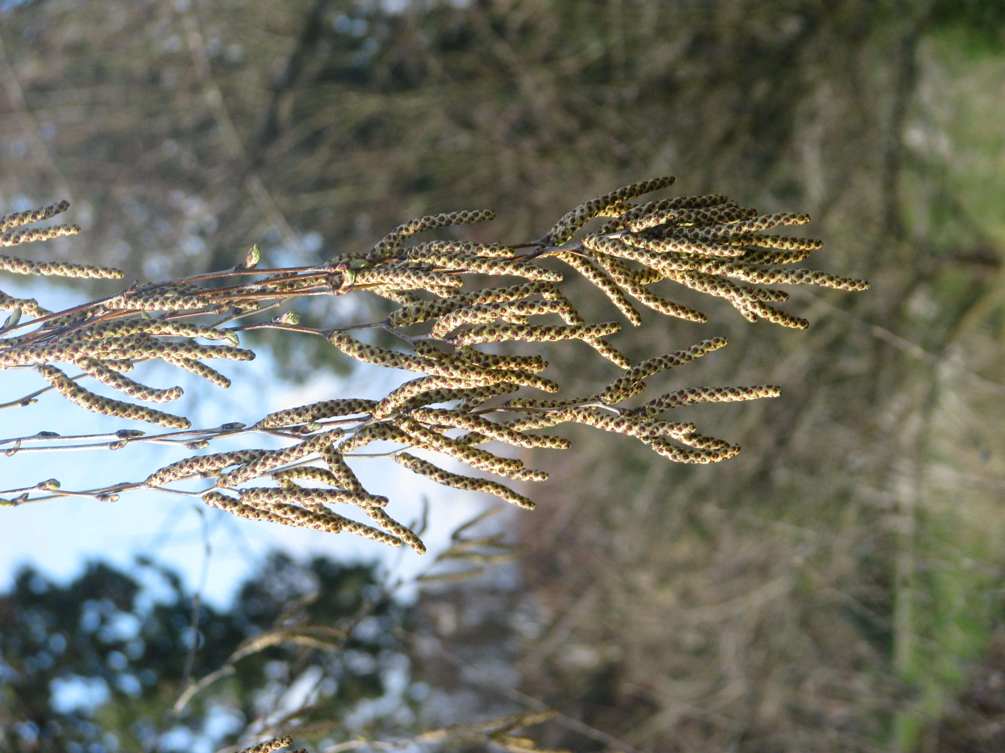 Image of China birch