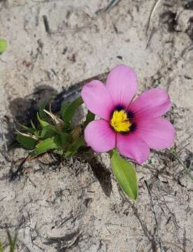 Image of Moraea versicolor (Salisb. ex Klatt) Goldblatt