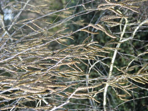 Image de Betula chinensis Maxim.