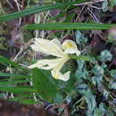 Image of Iris winogradowii Fomin