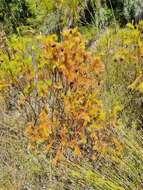 Image of Protea nana (Berg.) Thunb.