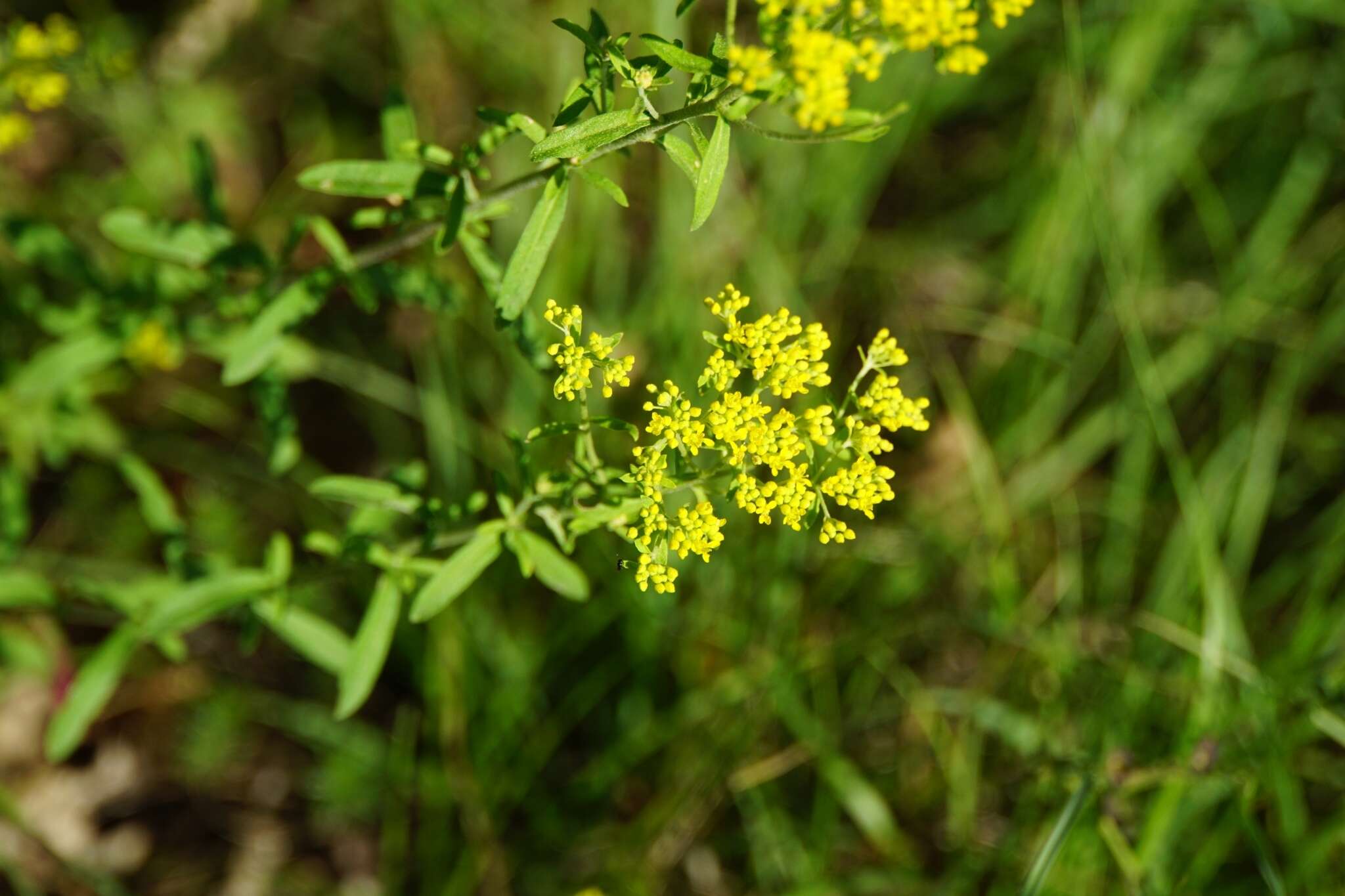 Слика од <i>Odontarrhena muralis</i>