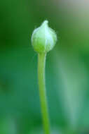 Image of tall thimbleweed