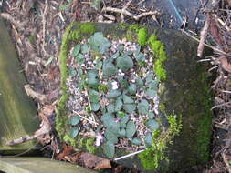 Image of Cyclamen coum subsp. parviflorum (Pobed.) Ietsw.