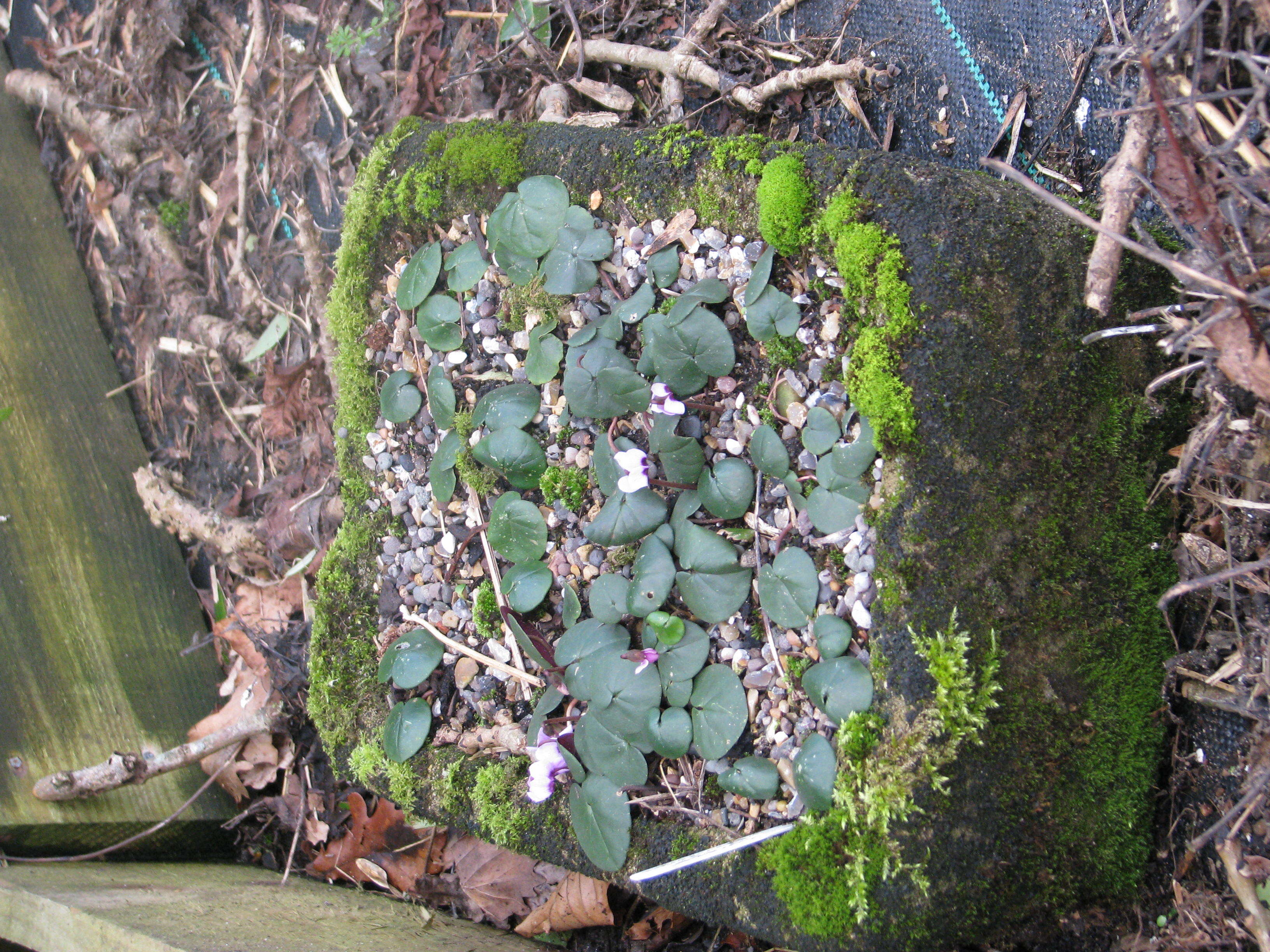 Image of Cyclamen coum subsp. parviflorum (Pobed.) Ietsw.