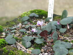 Image of Cyclamen coum subsp. parviflorum (Pobed.) Ietsw.