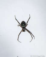 Image of Argiope trifasciata kauaiensis Simon 1900