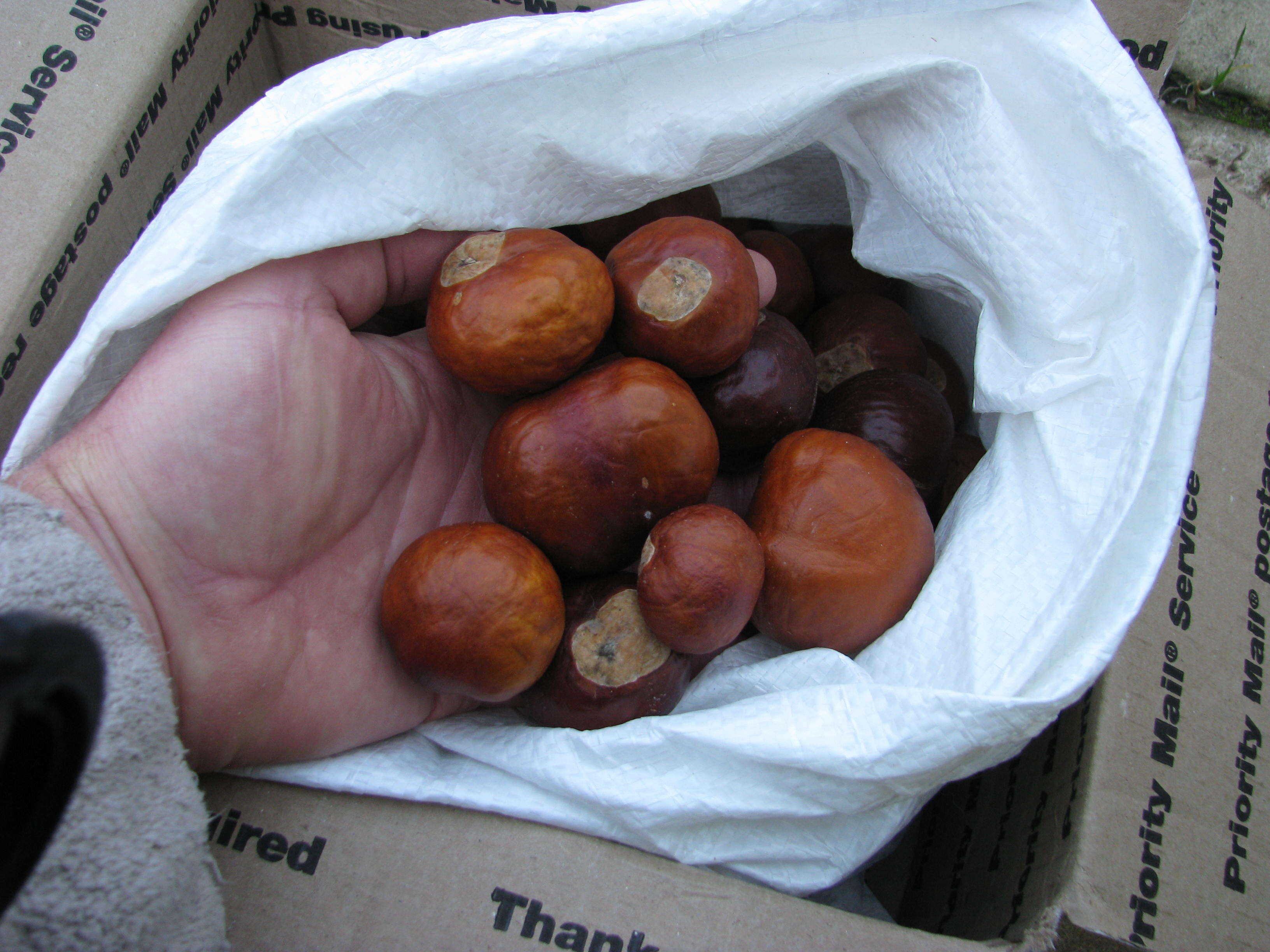 Image of California buckeye