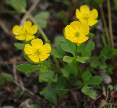 Image de Ranunculus eschscholtzii Schltdl.