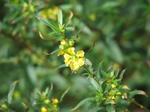 Plancia ëd Heimia salicifolia (Kunth) Link