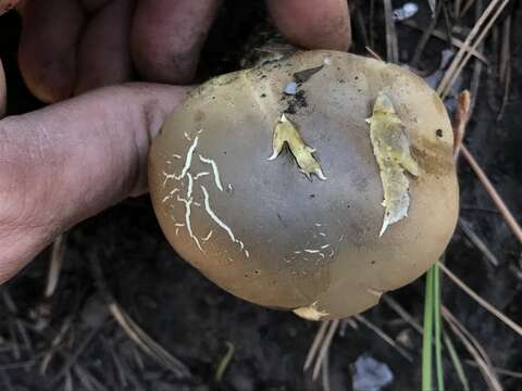 Image of Cantharocybe