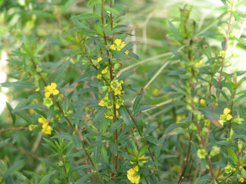 Plancia ëd Heimia salicifolia (Kunth) Link