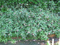 Image of Blue-flowered Impatiens