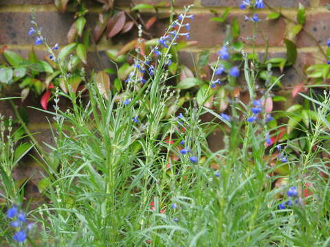 Imagem de Salvia reptans Jacq.