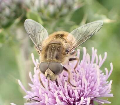 Image of Eristalis abusivus Collin 1931