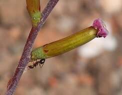 Image of Adromischus filicaulis subsp. marlothii (Schönl.) Tölken