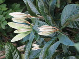 Image of loquat