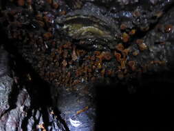 Image of brown stony coral