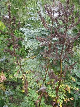 Image of false hellebore