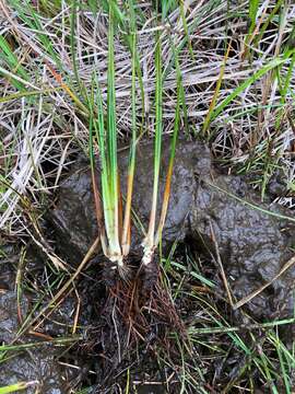 Image of Flett's Quillwort