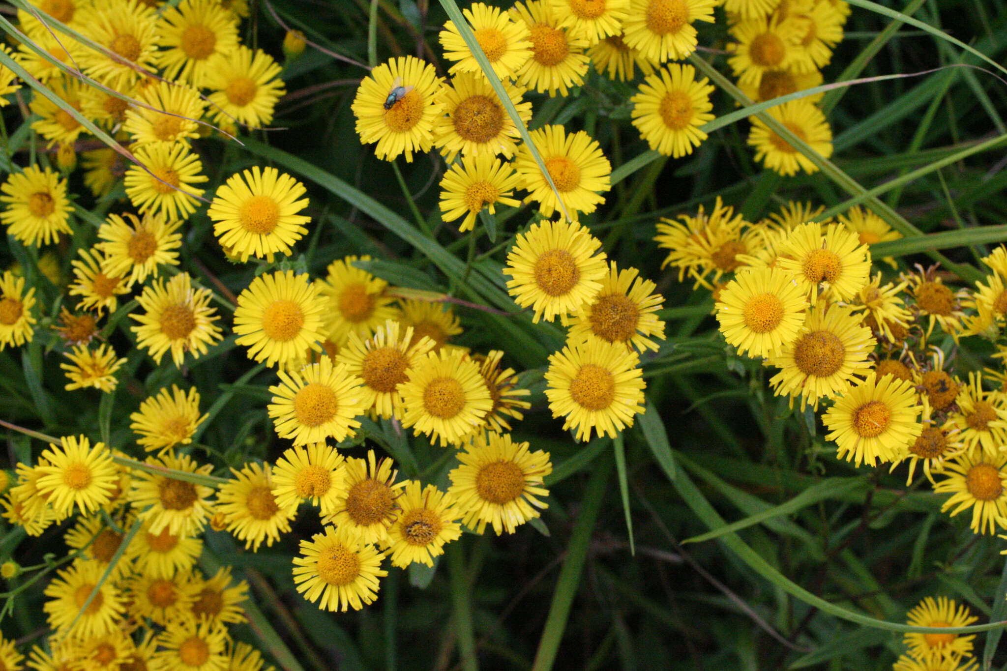 Imagem de Inula linariifolia Turcz.