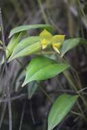 Image of Pleurothallis quitu-cara