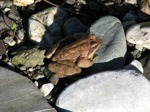 Image of Balkan Stream Frog