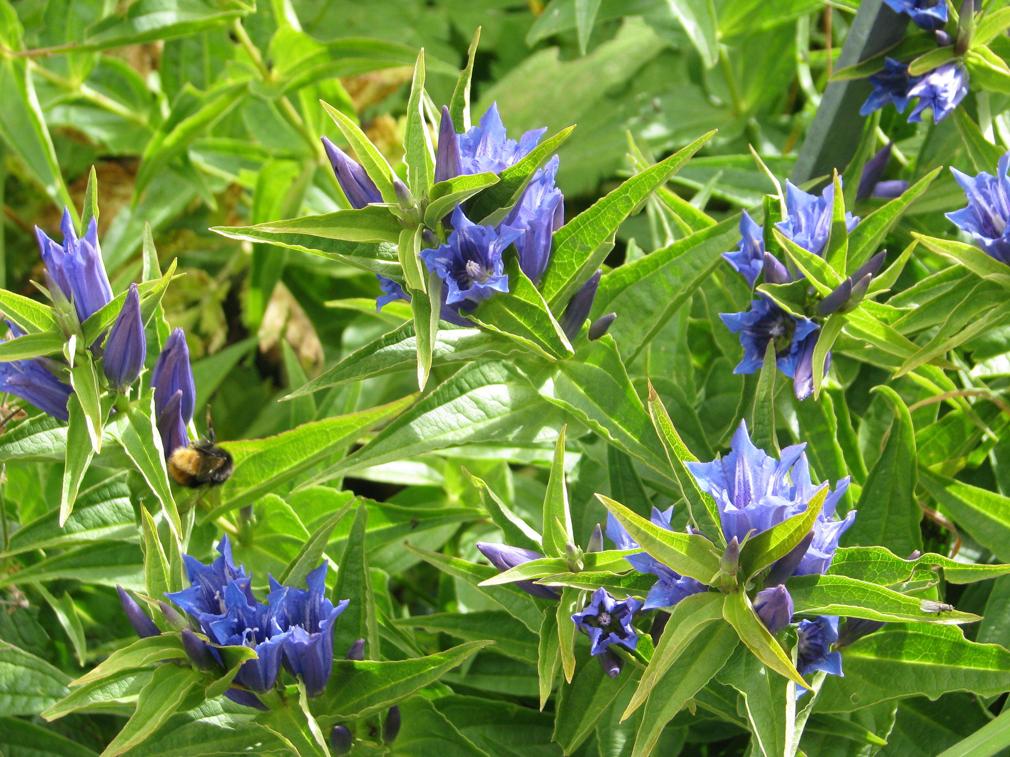 Gentiana asclepiadea L.的圖片