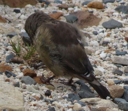 Image of Cape Siskin