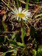 Image of largeflower fleabane