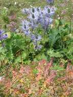 Eryngium alpinum L. resmi