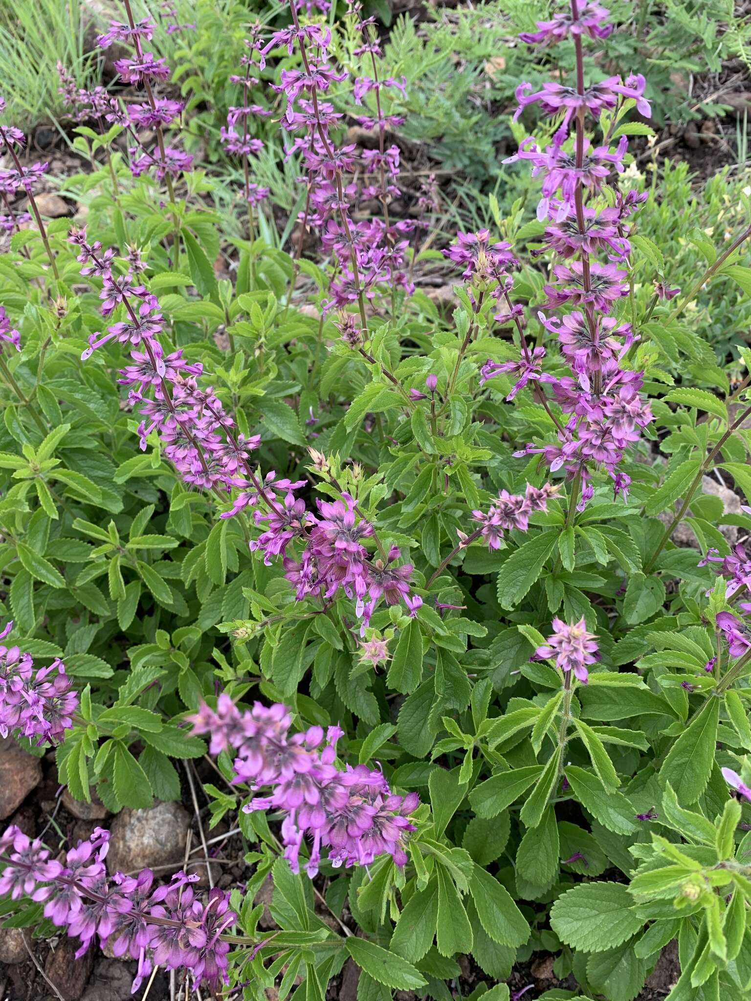 Image of Ocimum serratum (Schltr.) A. J. Paton