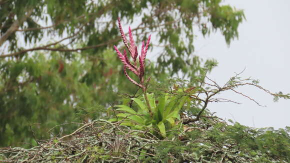 Image of Tillandsia lucida É. Morren ex Baker