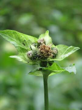 Image of Cabbage Thistle