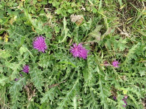 Image of dwarf thistle