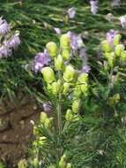 Aconitum anthora L.的圖片