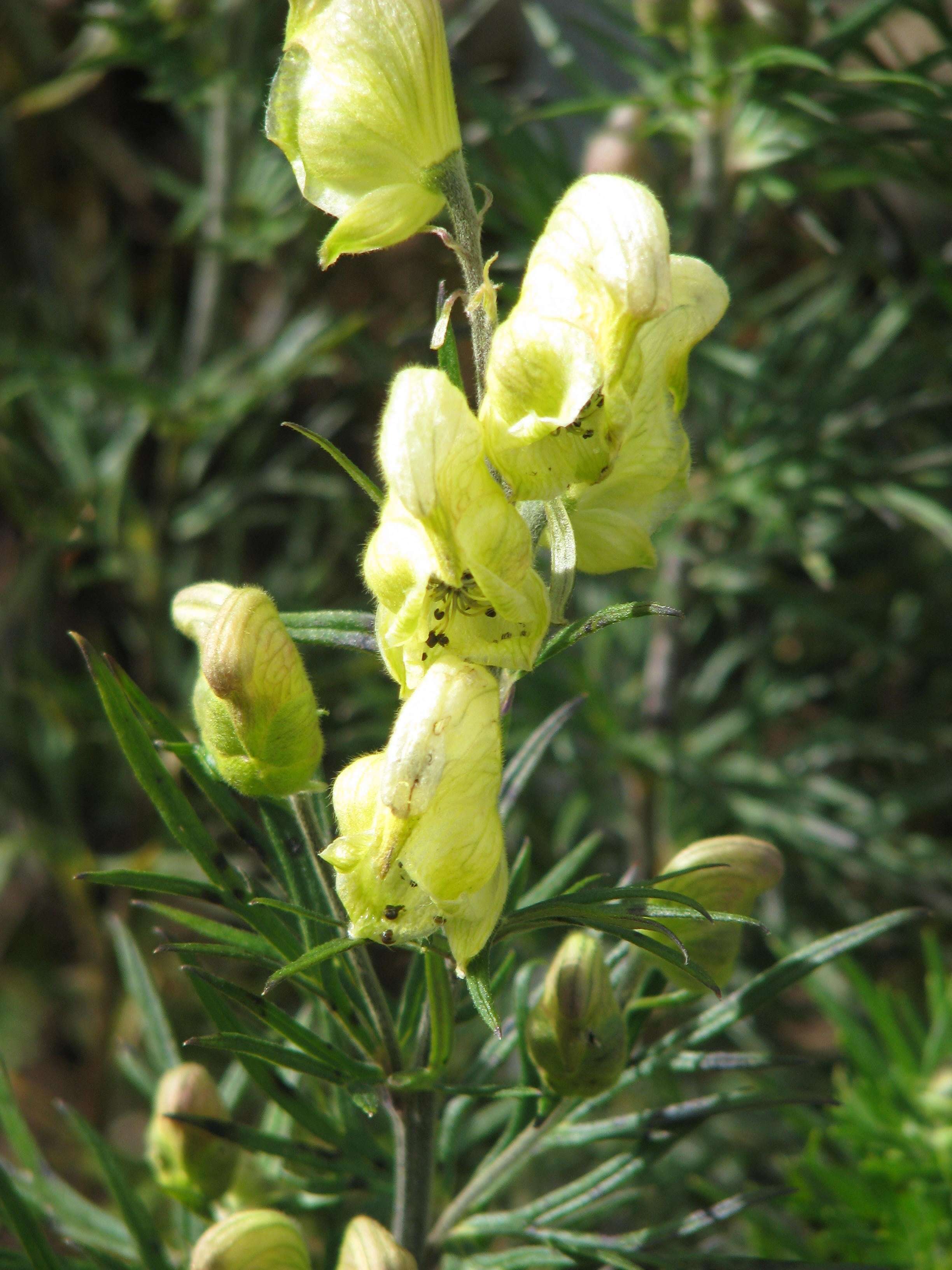 Aconitum anthora L.的圖片