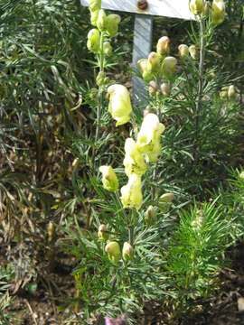 Image of yellow monkshood