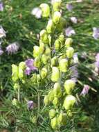 Aconitum anthora L.的圖片