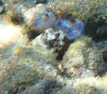 Image of Mottled Jawfish