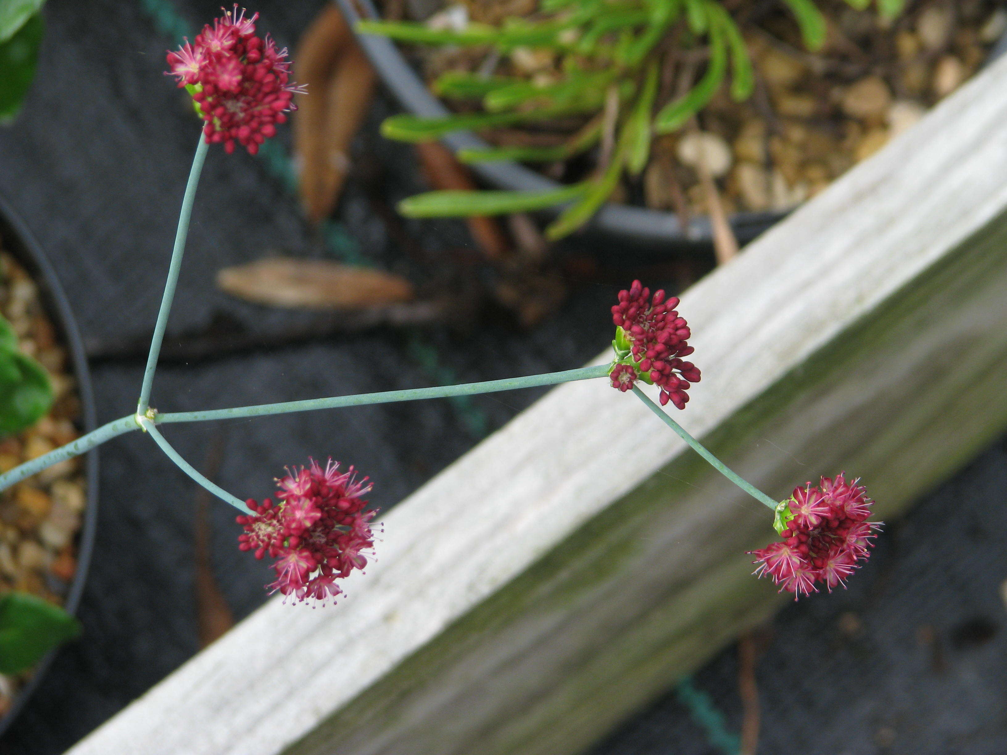 Image de Eriogonum grande Greene