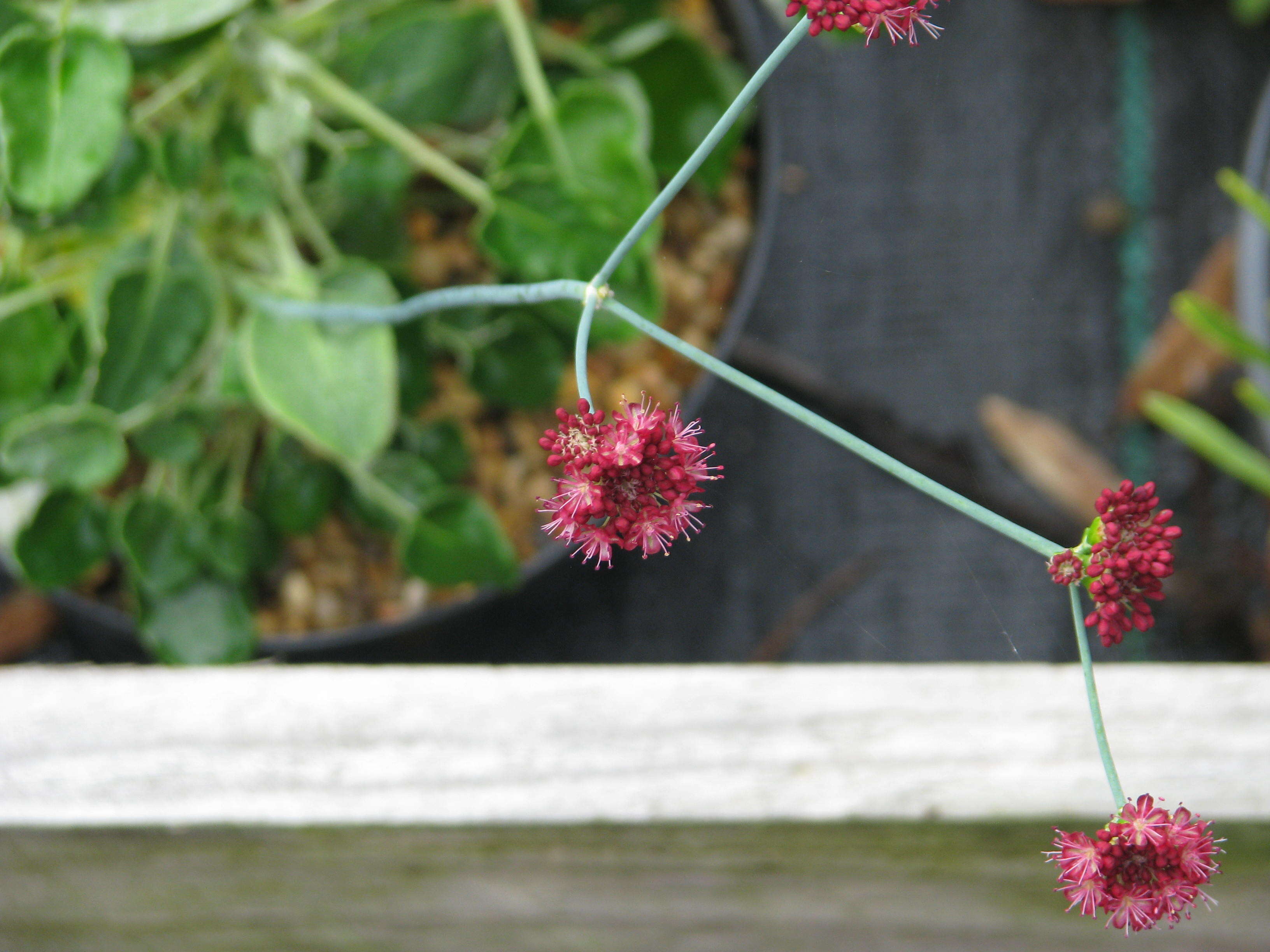 Image de Eriogonum grande Greene