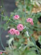 Image de Eriogonum grande Greene