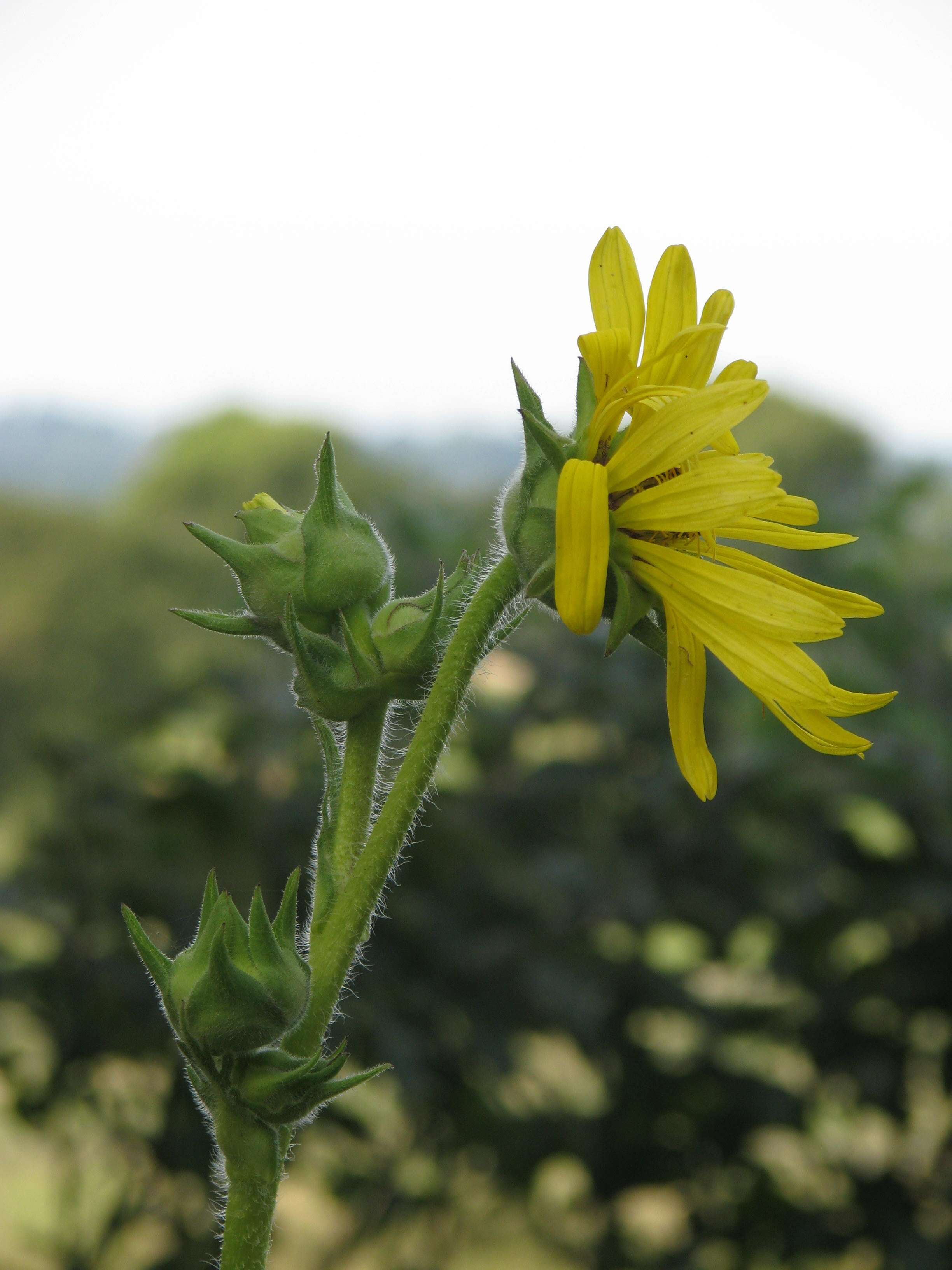 Silphium laciniatum L. resmi