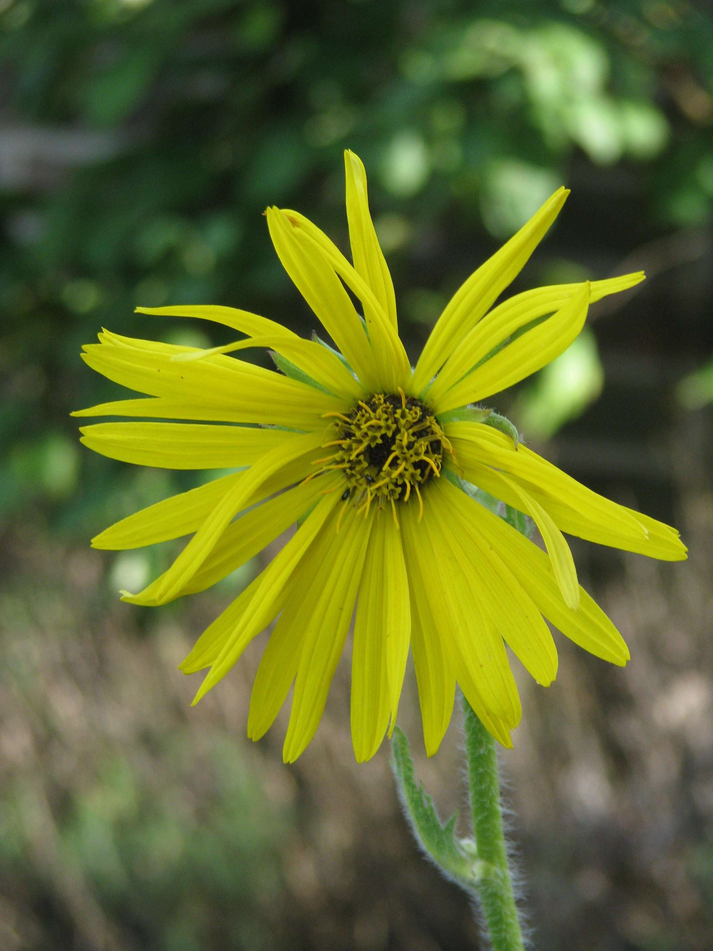 Silphium laciniatum L. resmi