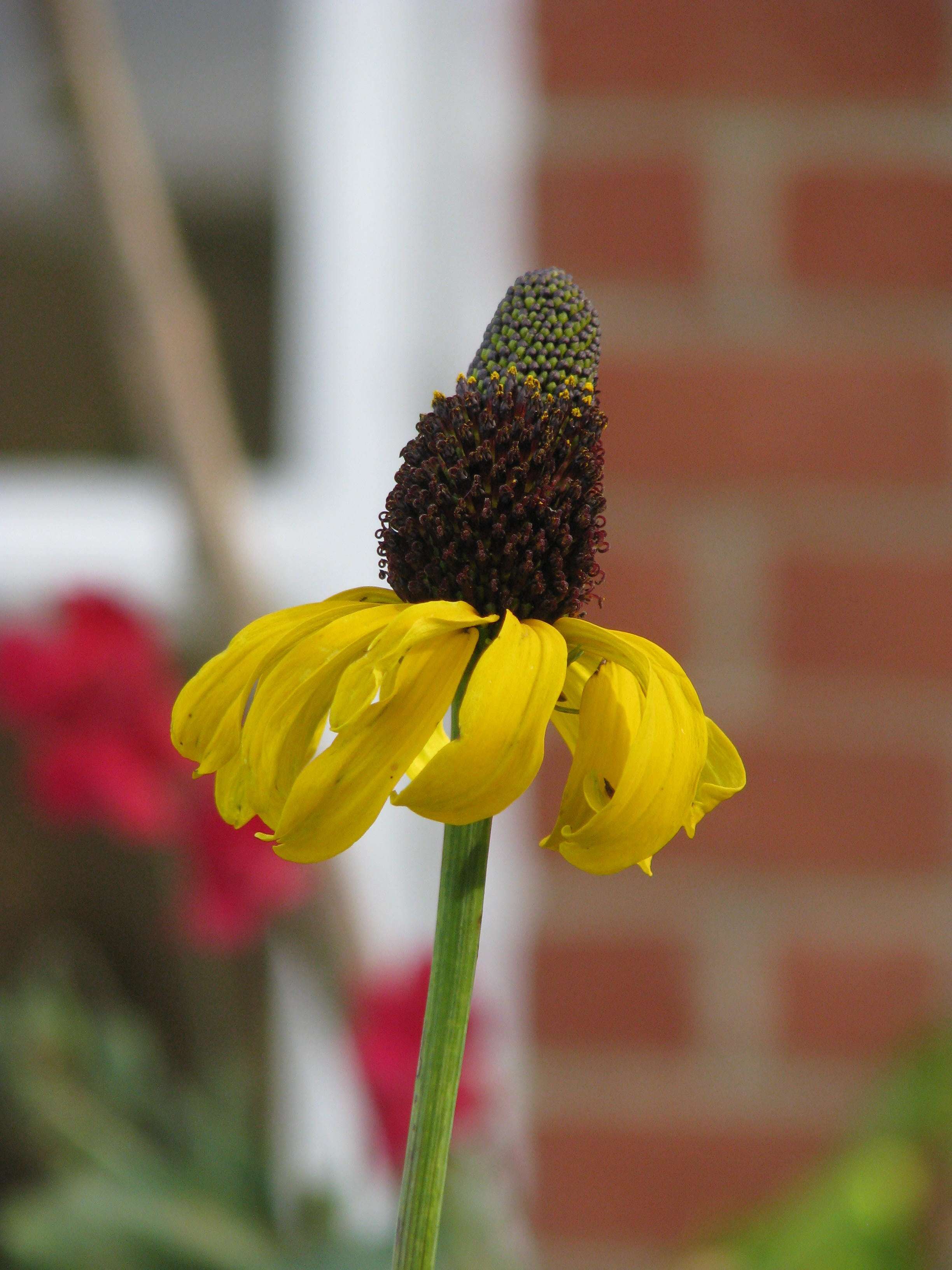 Image of great coneflower