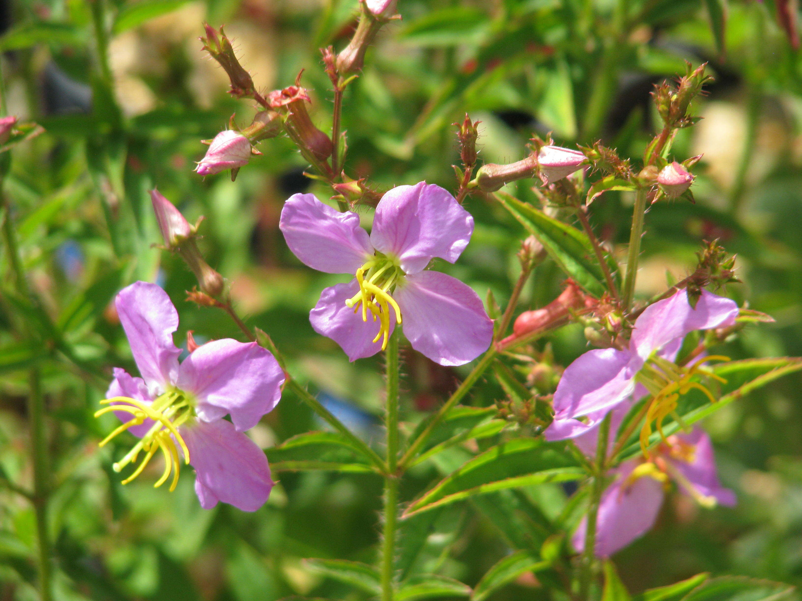 Imagem de Rhexia virginica L.